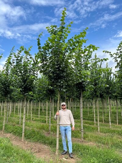 Ulmus 'Dodoens' / Ulme 'Dodoens' Hochstamm 16-18 StU mit Drahtballen, Baum mit Stamm und grüner Krone im Freiland.