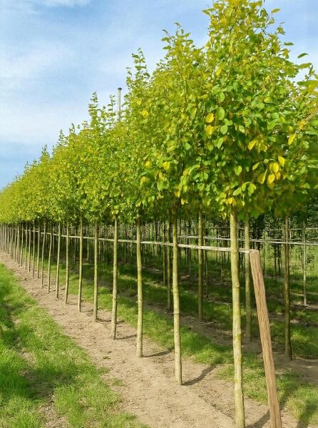 Gold-Erle Hochstamm (Alnus incana 'Aurea') 12-14 StU mit Drahtballen, Bäume in Reihe mit gelbgrünem Laub