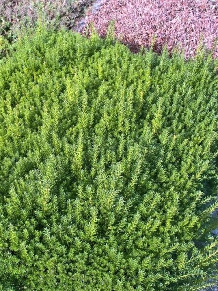 Eibe 'Renke's Kleiner Grüner' ® / Taxus baccata 'Renke's Kleiner Grüner' ®