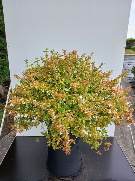 Abelia grandiflora 'Kaleidoscope', Großblumige Abelie mit grün-gelb-rotem Laub und weißen Blüten, 60-80 cm, Topfpflanze C20.