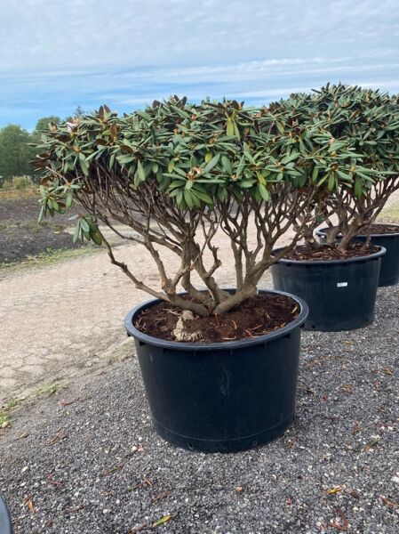 Rhododendron 'Gulliver' Schirm (Nr.1449) / Rhododendron adenogynum 'Gulliver' 130 cm breit x 100 cm hoch