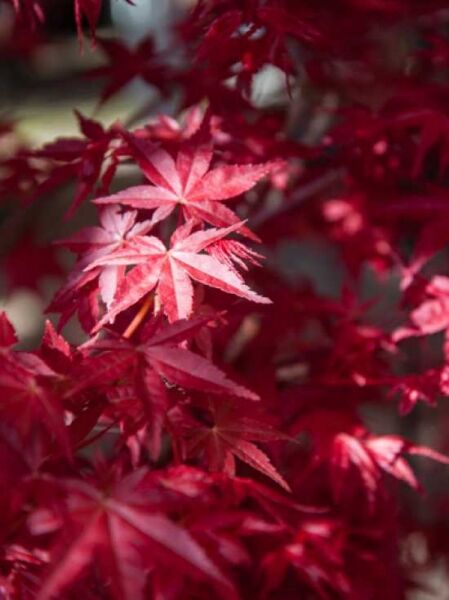 Japanischer Ahorn / Fächer-Ahorn 'Deshojo' auf Stamm / Acer palmatum 'Deshojo' auf Stamm