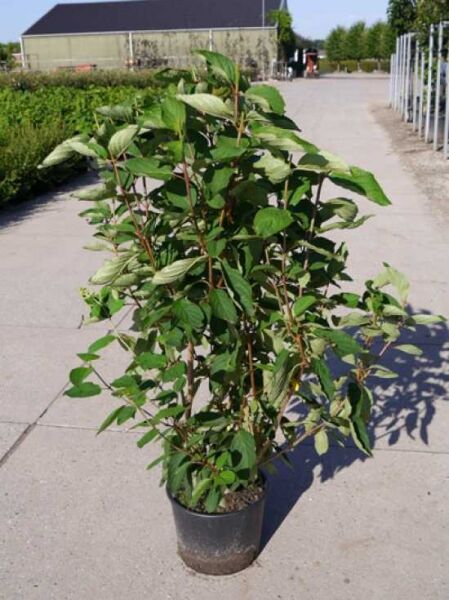 Rispen-Hortensie Hydrangea paniculata 'Grandiflora ®', 80-100 cm im C20-Container, mehrtriebiger Strauch mit grünen Blättern