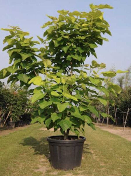 Gold-Trompetenbaum / Catalpa bignonioides 'Aurea'