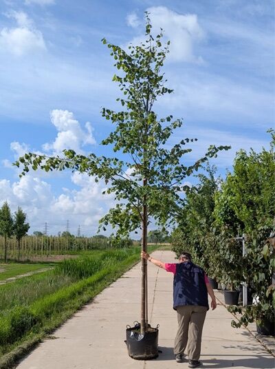 Tilia cordata / Winter-Linde Hochstamm 16-18 StU im Container, junger Baum mit schlankem Stamm und belaubter Krone.