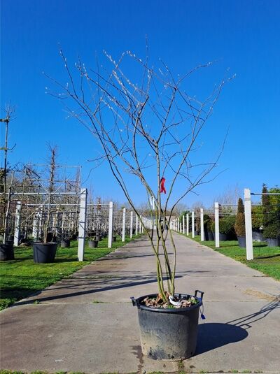 Kupfer-Felsenbirne 200 - 250 cm Schirmform - Amelanchier lamarckii (876135)