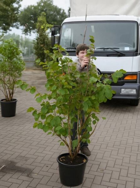 Zaubernuss (Hamamelis intermedia) 'Ruby Glow', mehrstämmiger Strauch im Topf C30, ca. 125–150 cm hoch.