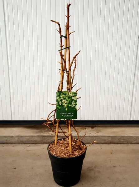 Hydrangea anomala petiolaris (Kletter-Hortensie) 80–100 cm C10 im Topf, mehrtriebiger, unbelaubter Kletterstrauch mit Etikett.