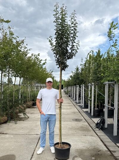 Crataegus monogyna 'Stricta' Säulen-Weißdorn Hochstamm 10-12 StU im Container, schlanker Stamm mit säulenförmiger Krone im Topf