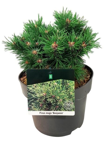 Zwerg-Kiefer 'Benjamin' / Pinus mugo 'Benjamin'