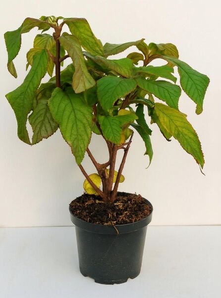 Samt-Hortensie „Villosa“ (Hydrangea aspera 'Villosa'), 30–40 cm im C3-Topf, Strauch mit grünen Blättern und braunen Trieben.