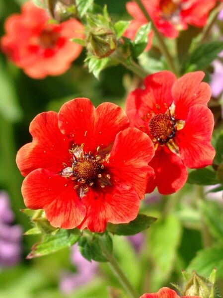 Potentilla atrosanguinea 'Gibson Scarlet' / Fingerkraut 'Gibson Scarlet' mit scharlachroten Blüten und gelapptem Laub, Nahaufnahme