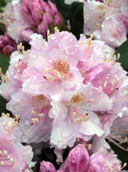 Rhododendron 'Emil'  / Rhododendron Hybride 'Emil'