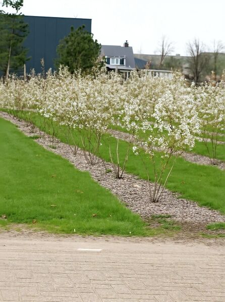 Kupfer-Felsenbirne (Amelanchier lamarckii) in Schirmform, mehrstämmige Sträucher mit weißer Blüte im Quartier. H 175–200 cm.