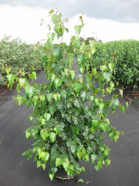 Sand-Birke (Betula pendula) im Container C20, 175–200 cm, junger Baum mit grünem Laub und verzweigtem Wuchs