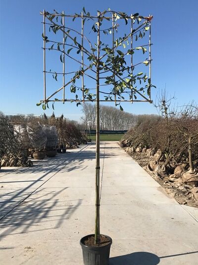 Photinia fraseri / Glanzmispel Hochstamm-Spalier, H:120 B:120 T:10, Stamm 200 cm, im Container an Spaliergitter gezogen