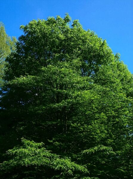 Geschlitztblättrige Esskastanie (Castanea sativa 'Asplenifolia'), großer Baum mit dichtem Laub und schmalen, geschlitzten Blättern.