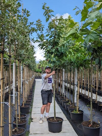 Prunus serrulata 'Taihaku' / Weiße Zierkirsche 'Taihaku', Hochstamm 12-14 StU im Container, Baum im Topf mit Stamm und Krone