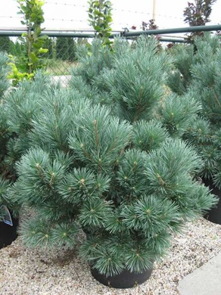 Pinus sylvestris 'Watereri' / Strauch-Wald-Kiefer 50-60 cm C25, kompakter Nadelstrauch mit blaugrünen Nadeln im Container