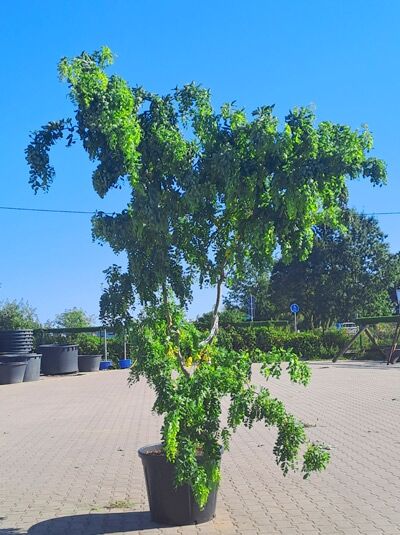 Zwerg-Korkenzieher-Robinie 'Twisty Baby' 350-400 cm / Robinia pseudoacacia 'Twisty Baby' (1577192)