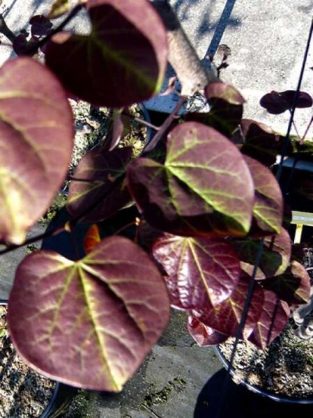 Judasbaum 'Ruby Falls' / Cercis canadensis 'Ruby Falls' ®