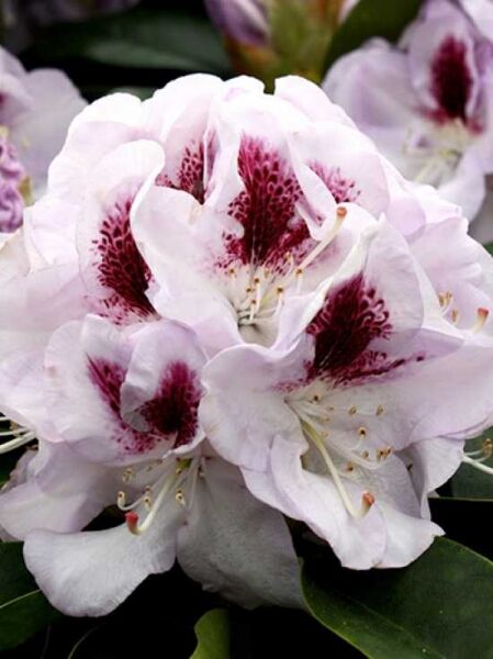 Rhododendron Hybride 'INKARHO Marsalla' / Rhododendron 'INKARHO Marsalla'
