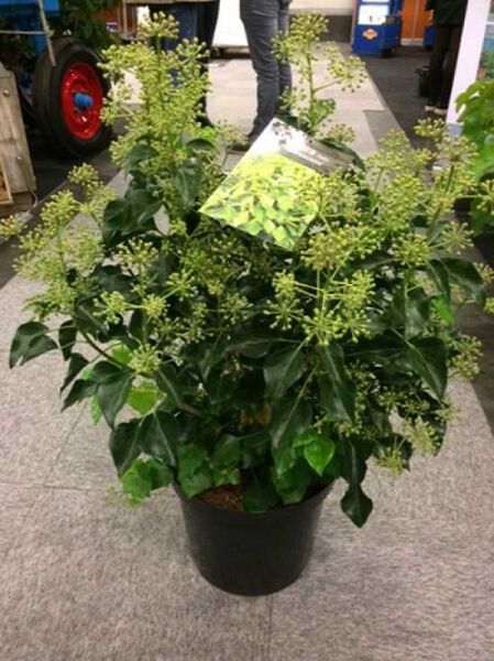 Hedera helix 'Arborescens' Strauch-Efeu 60-80 cm C20 im Topf, buschiger Wuchs mit glänzenden Blättern und grünlichen Knospenständen.