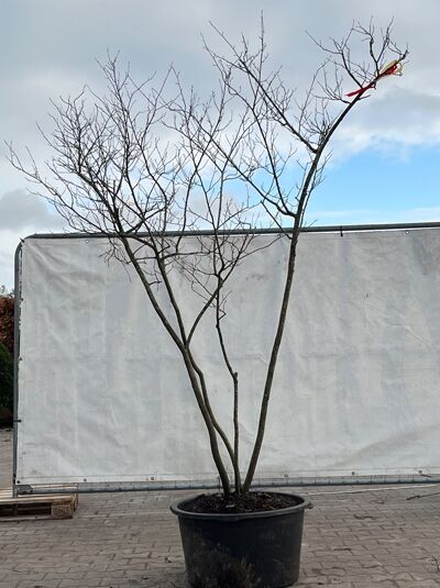 Kupfer-Felsenbirne 200 - 225 cm Schirmform / Amelanchier lamarckii (874867)