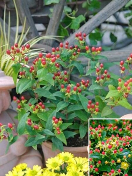 Hypericum inodorum 'Magical Red' / Johanniskraut 'Magical Red'