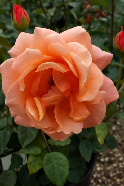 Edelrose 'Cherry Brandy 85' / Edelrose 'Cherry Brandy 85'