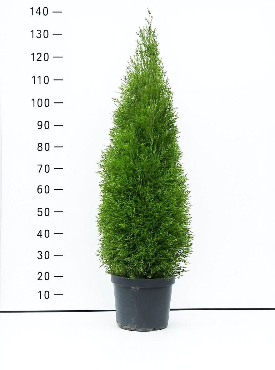 Lebensbaum 'Smaragd' / Smaragd-Lebensbaum - Thuja occidentalis 'Smaragd'