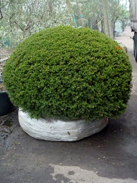 Taxus baccata 'Kugel', Heimische Eibe 'Kugel' 180-200 cm m. Db., kugelförmig geschnittener, dichter grüner Strauch im Ballen