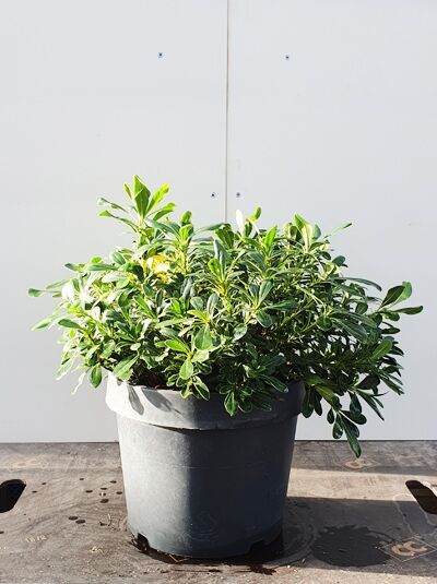 Pittosporum tobira 'Nanum' (Chinesischer Klebsame 'Nanum' / Zwerg-Klebsame) im Topf, 30–40 cm, C7, kompakter Strauch mit grünen Blättern