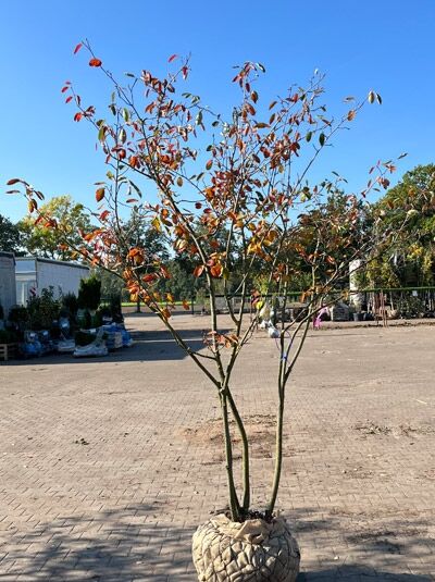 Kupfer-Felsenbirne 200 - 250 cm Schirmform / Amelanchier lamarckii (1577343)