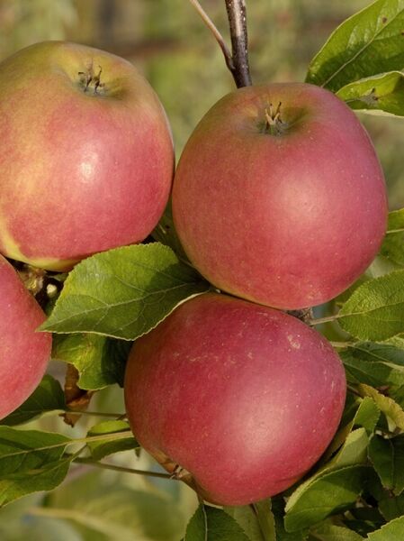 Herbstapfel Malus domestica 'Red Elstar'® mit roten Äpfeln am Zweig und grünen Blättern
