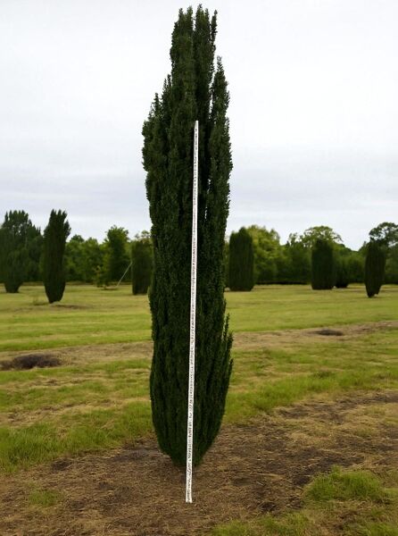 Taxus baccata 'Fastigiata Robusta' / Schmale Säulen-Eibe 300-350 cm m. Db., Solitär, säulenförmiger Wuchs im Feld.