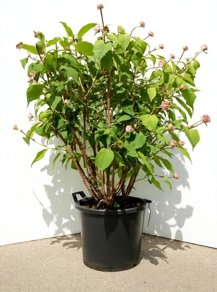 Hydrangea aspera 'Macrophylla' (Samt-Hortensie/Fell-Hortensie) 100-125 cm C50 im Topf, grünes Laub, rosa Blütenknospen.