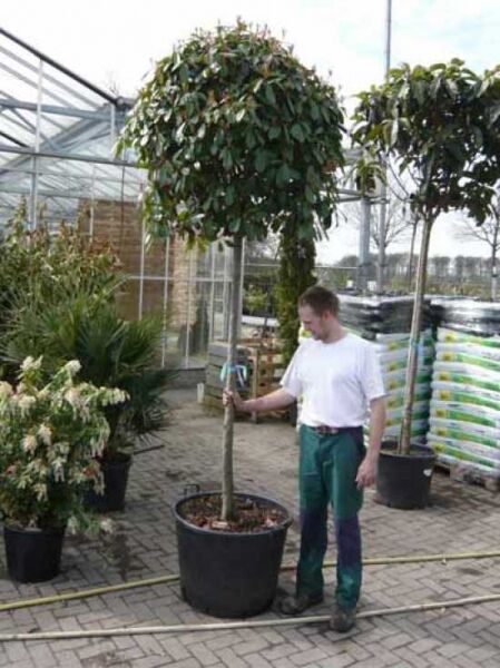 Photinia fraseri 'Red Robin' / Glanzmispel 'Red Robin' Hochstamm im Container, kugelige Krone, Stamm 225 cm, 16–18 StU