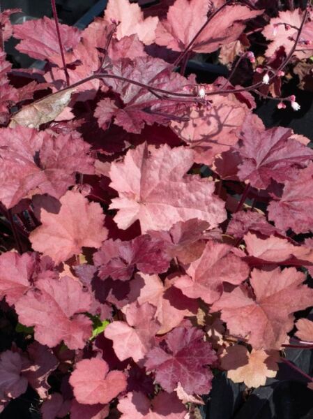 Purpurglöckchen 'Beaujolais ®' / Heuchera villosa 'Beaujolais ®'