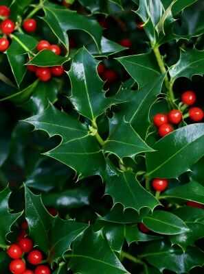 Europische Stechpalme 'Alaska' - Ilex aquifolium 'Alaska' - Baumschule  NewGarden