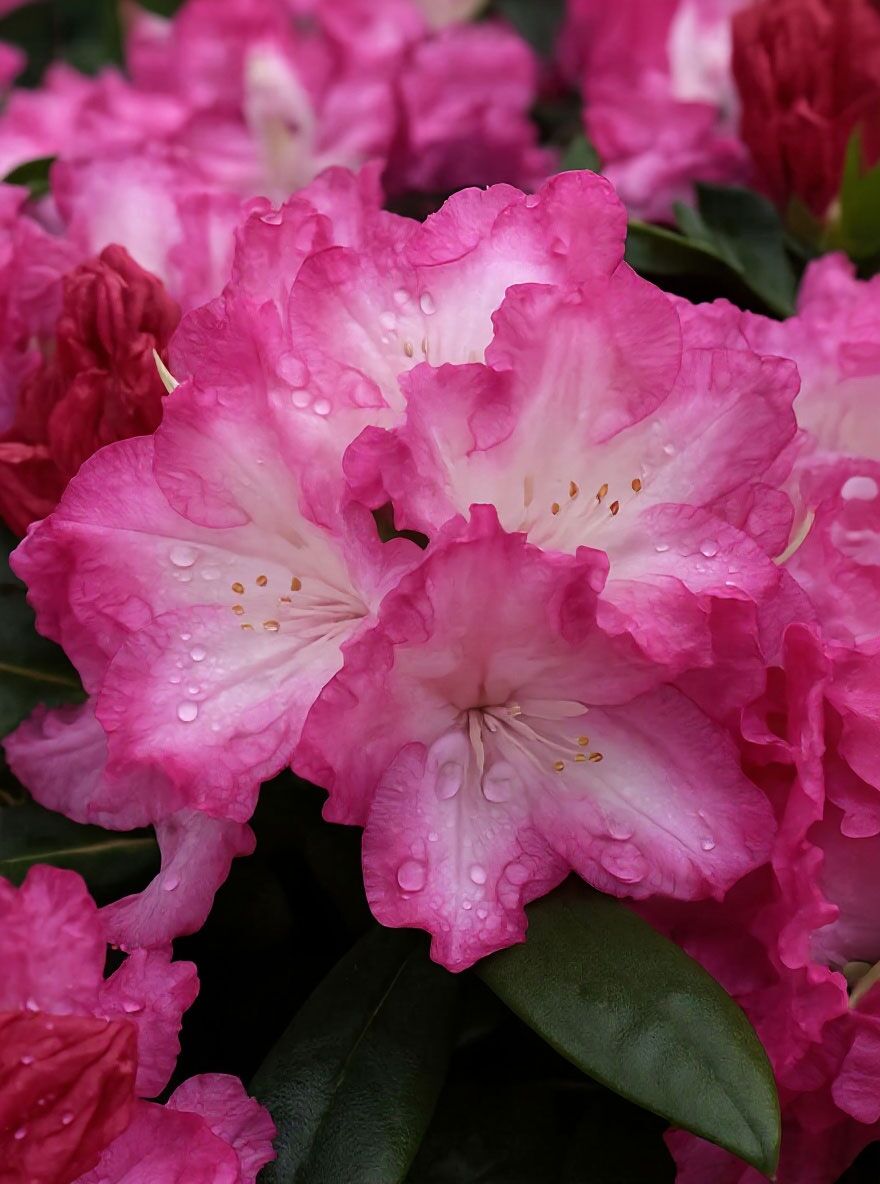 Rhododendron 'INKARHO Blurettia' - Rhododendron yakushimanum 'INKARHO  Blurettia'