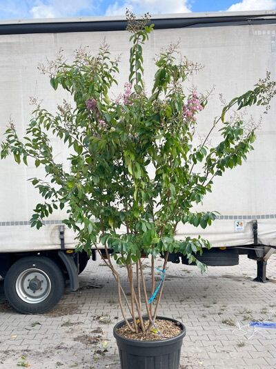 Chinesische Kräuselmyrte 'Muskogee' 200-250 cm 'mehrstämmig' / Lagerstroemia indica 'Muskogee' (1577315)