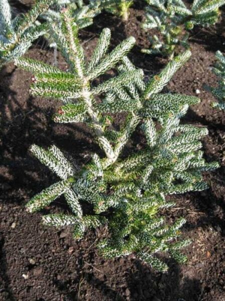 Korea-Tanne 'Silver Show' (Abies koreana 'Silver Show') 30-40 cm m. B., junge Pflanze mit silbrig-grünen Nadeln im Boden.