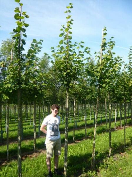 Tilia cordata 'Greenspire' / Winter-Linde 'Greenspire'
