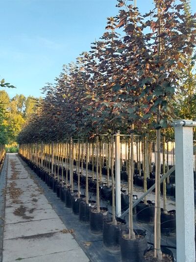 Acer pseudoplatanus 'Atropurpureum' (Blut-Ahorn) Hochstamm 10-12 StU im Container, Reihe junger Bäume mit purpurfarbenem Laub
