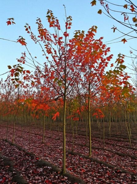 Acer rubrum (Rot-Ahorn) Hochstamm 18-20 StU mit Drahtballen, Baum mit roter Herbstfärbung und schlankem Stamm.