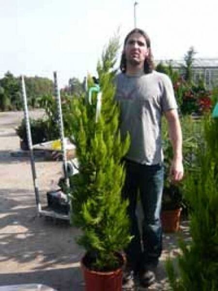 Cupressus macrocarpa 'Goldcrest' / Monterey-Zypresse