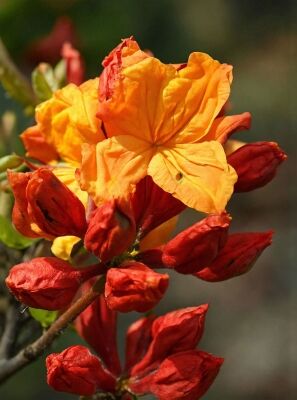 Laubabwerfende Azalee 'Sunte Nectarine' - Azalea luteum 'Sunte Nectarine'  (Knap-Hill)