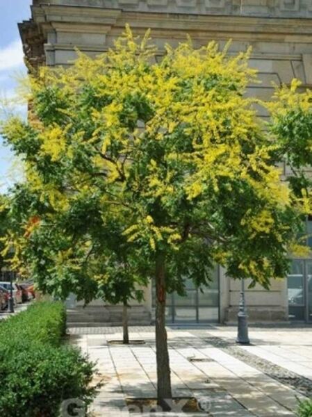 Koelreuteria paniculata / Blasenesche / Blasenbaum / Chinesischer Lackbaum