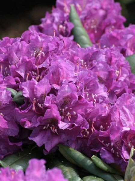 Rhododendron yakushimanum 'Purple Dream' (syn. 'Lupinenberg Azur') – Yakushimanum-Rhododendron mit violetten Blütenrispen und grünen Blättern